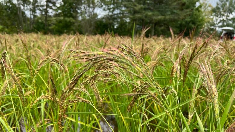 Rice stalks droop with the weight of rice kernels.