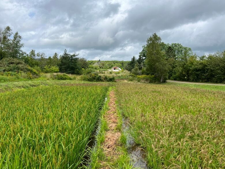 The rice paddy is seen in the foreground with other crops and a greenhouse seen in the distance.