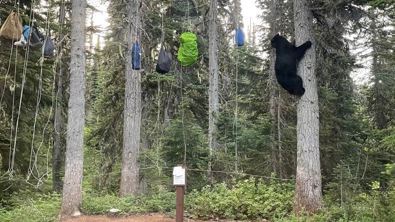 A bear climbs a tree trying to reach bags hung from wires.