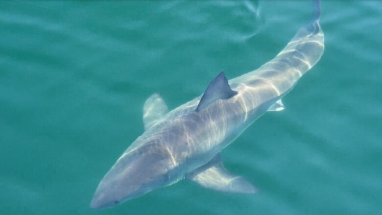 A white shark swimming underwater.