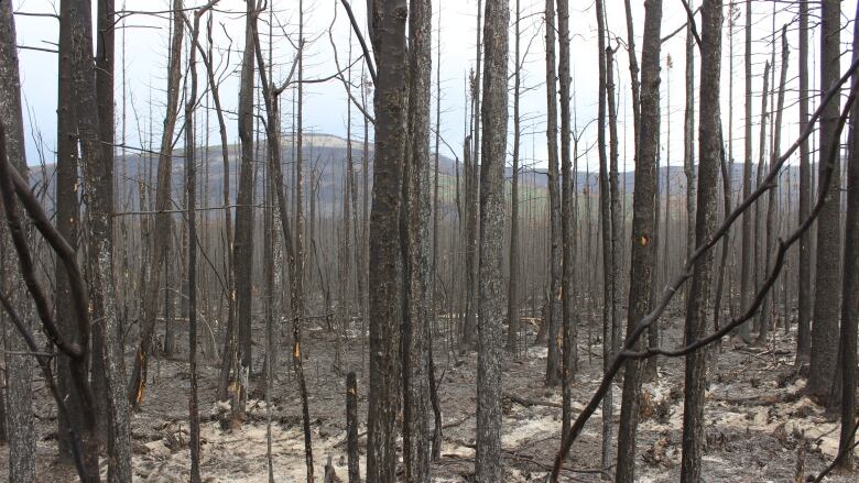 The trunks of burned trees jut out of ashy earth, black and leafless. In the distance, a mountain slopes upward against a white sky.