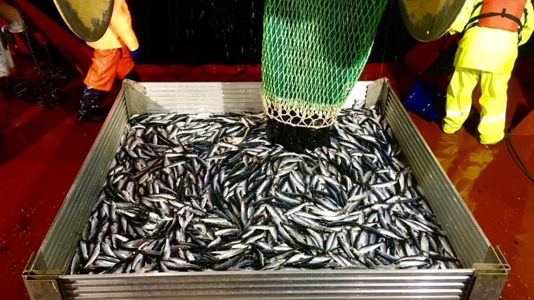 Fishermen dump a large catch of herring from a net into a container on board a vessel.