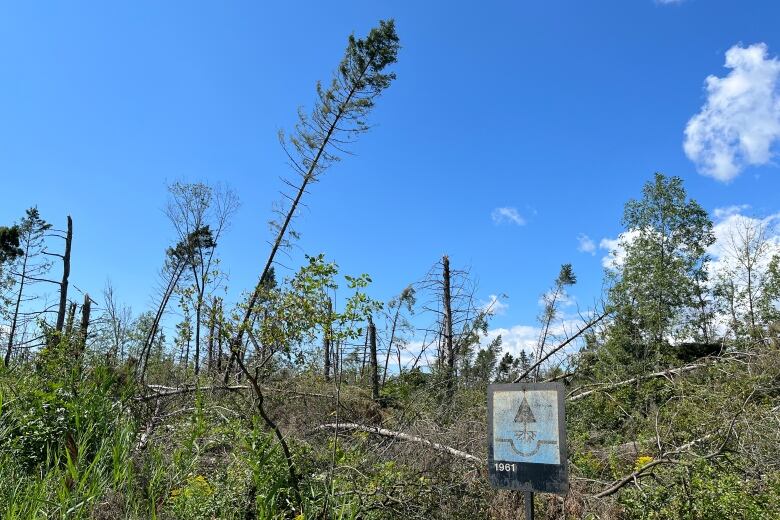 A field of downed red pine trees with a sign saying they had been planted in 1961.