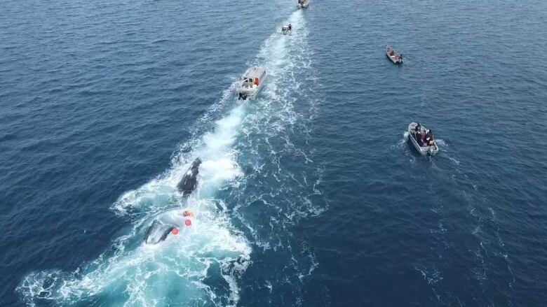 Frothy, white wake from several boats slashes through deep blue ocean water. Behind the boats in the water is the enormous carcass of a bowhead whale.