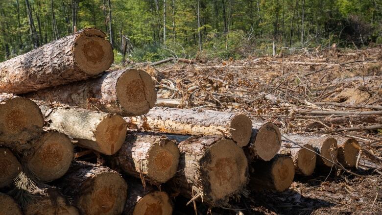 A pile of pine logs in a clear-cut field.