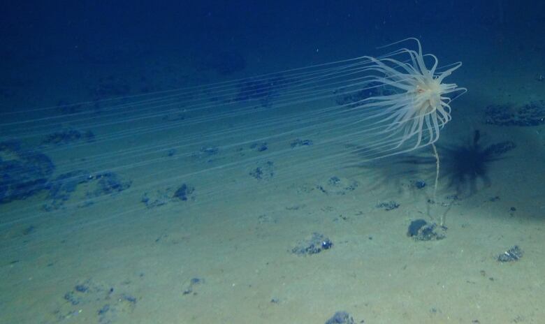 A new species of a new order of Cnidaria, a type of invertebrate, was found 4,100 meters down in the Clarion-Clipperton Fracture Zone, where it lives on sponge stalks attached to polymetallic nodules.