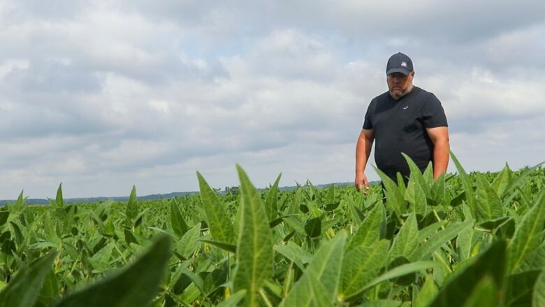 A man walks through a field of soybeans.