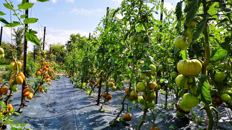 Tomatoes grow outside in rows in a farm