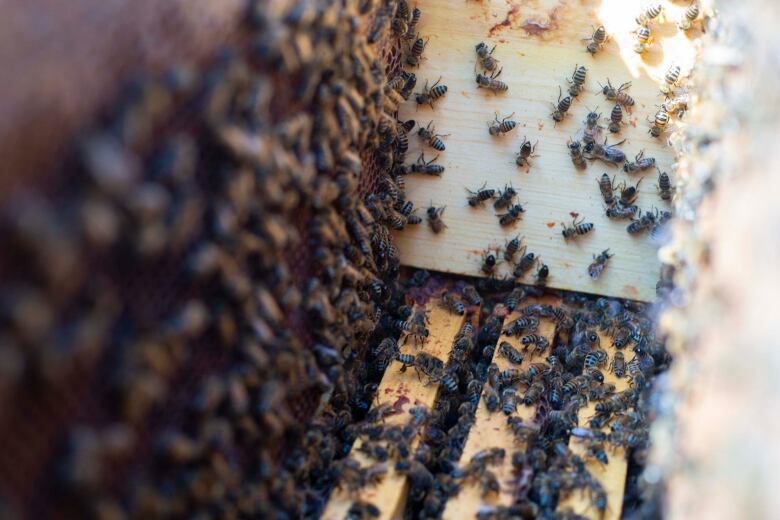 Bees crawl inside a hive.