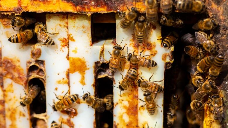 Bees move on frames that are part of a honey hive.