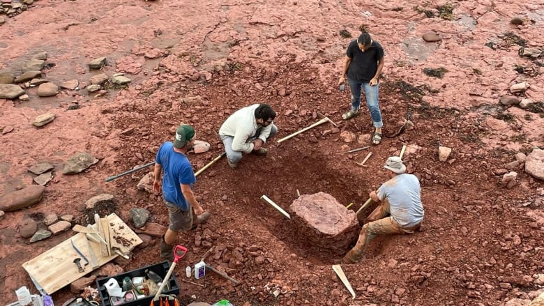 A fossil being dug up on a PEI beach 