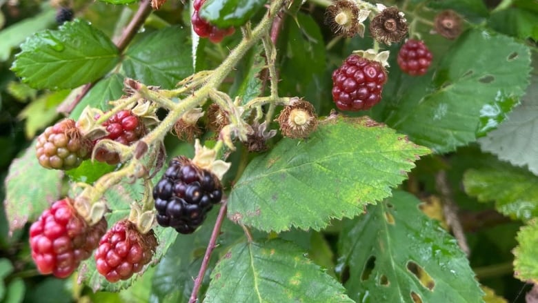 A bushel of Himalayan blackberries on a bush in Yarmouth. Several of the berries are a deep red in colour as they ripen.