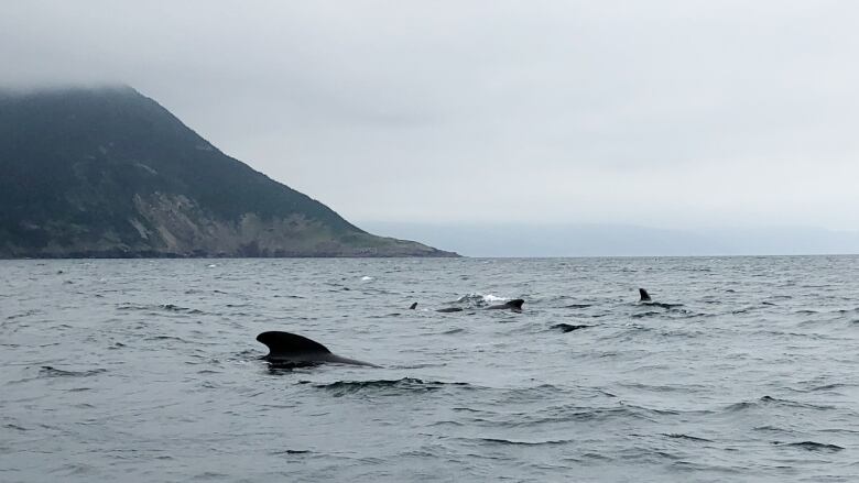 The fins of multiple whales are seen in the water. In the distance, there a mountain side.