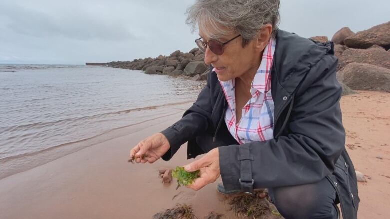  Iren Novaczek shows Irish moss and sea lettuce on the shores of North Rustico with the ocean in the background.