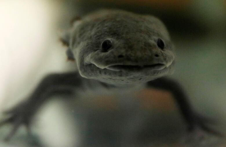 A greyish-green underwater creature. 