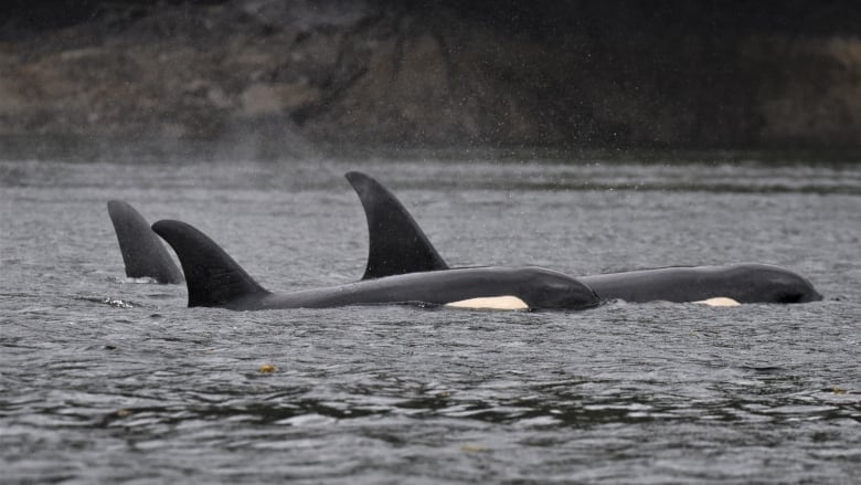 A number of orcas swim in water.