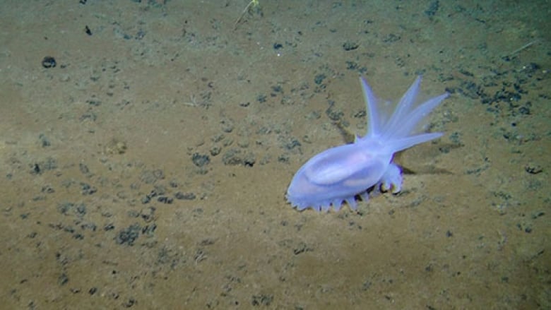 A small, violet-coloured underwater sea creature is shown on the ocean floor.