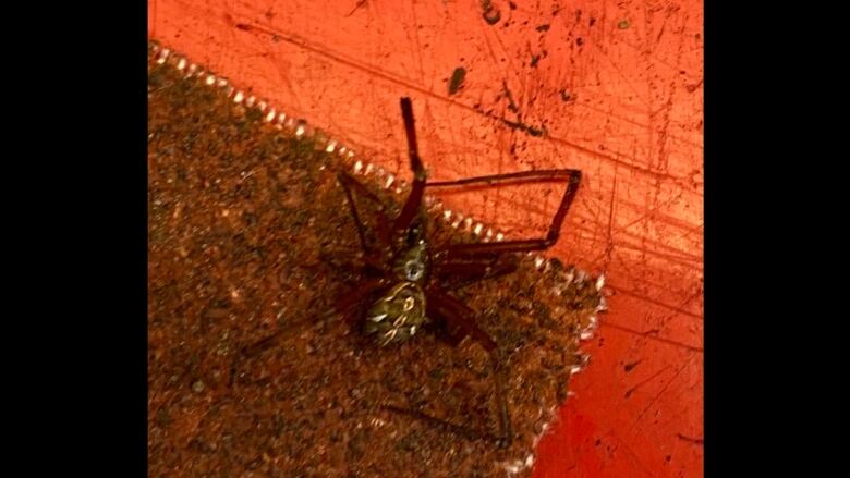 A large spider with light-coloured markings.