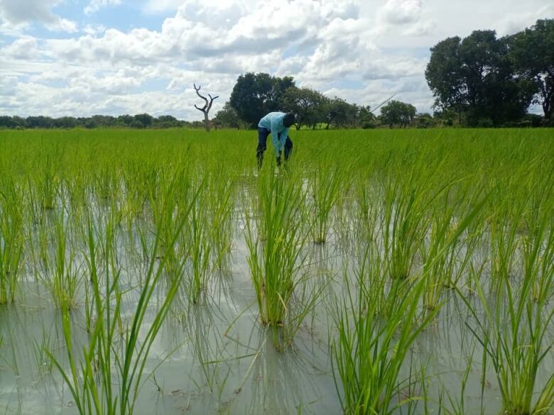 A man is shown bending over, tending to his rice field.