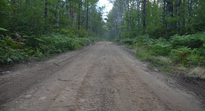 A narrow dirt road runs through the thick northern Ontario forest.