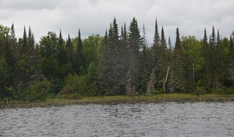 Trees stand on an undeveloped shoreline of Kenogami Lake. 