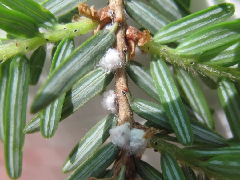 A close up shot of an outbreak of hemlock woolly adelgid on the branch at the base of the needles.