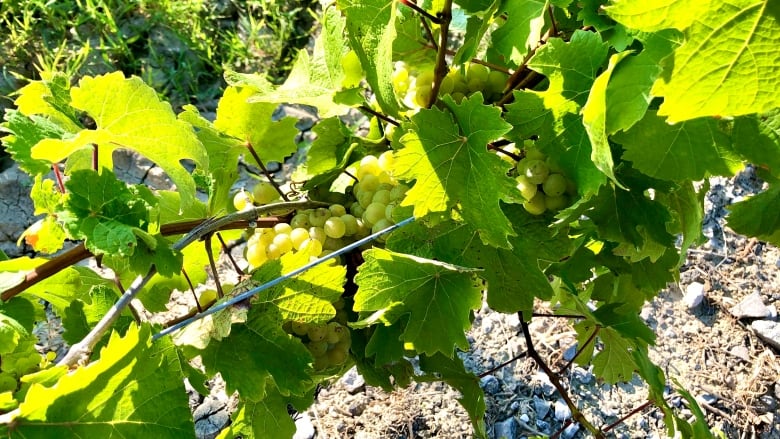 Grapes grow in vines in Niagara wine country.