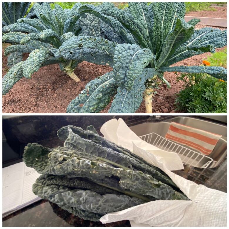 Collage of 2 images: one, kale growing in garden and two, washed in a paper towel.