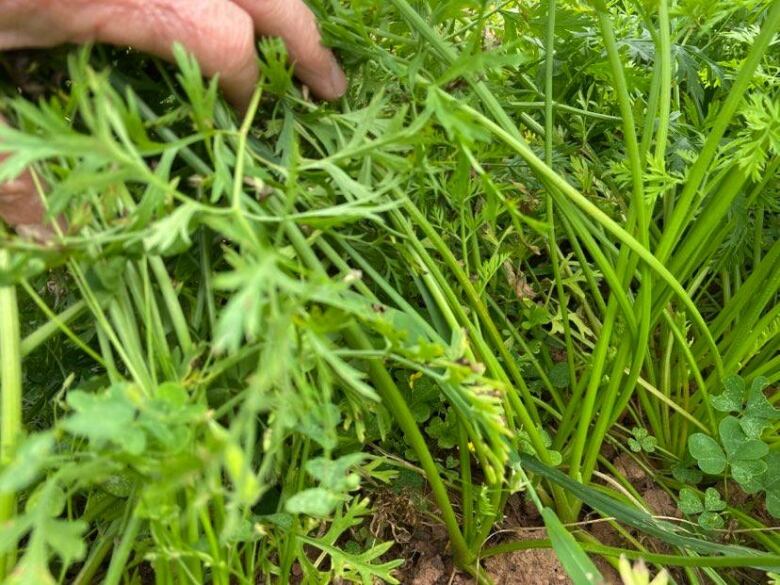 Green leafy shoots coming up from soil