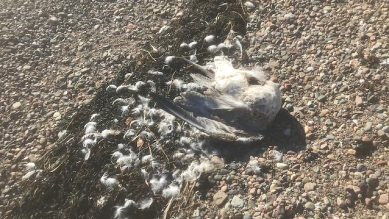 A dead seagull lies on a rocky beach.