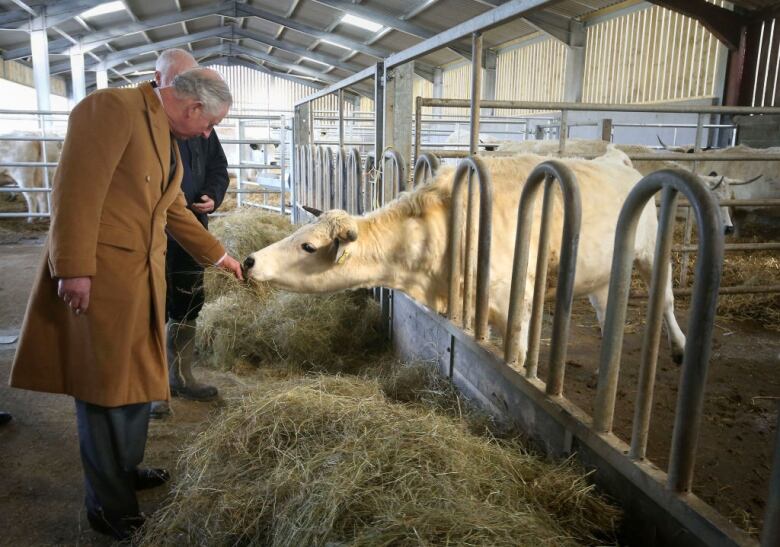 A man in a tan coat feeds hay to a white cow in a barn. 