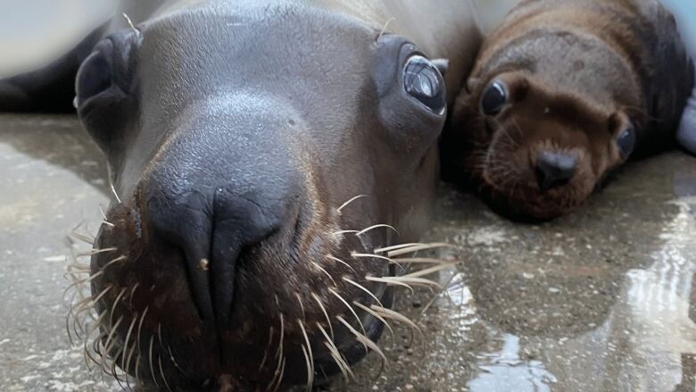 Vancouver Aquarium Stellar sea lion Rogue, left, shows off her new male pup Natoa in this 2022 photo. Image shows an adult sea lion lying on a hard surface with a very small pup beside her.