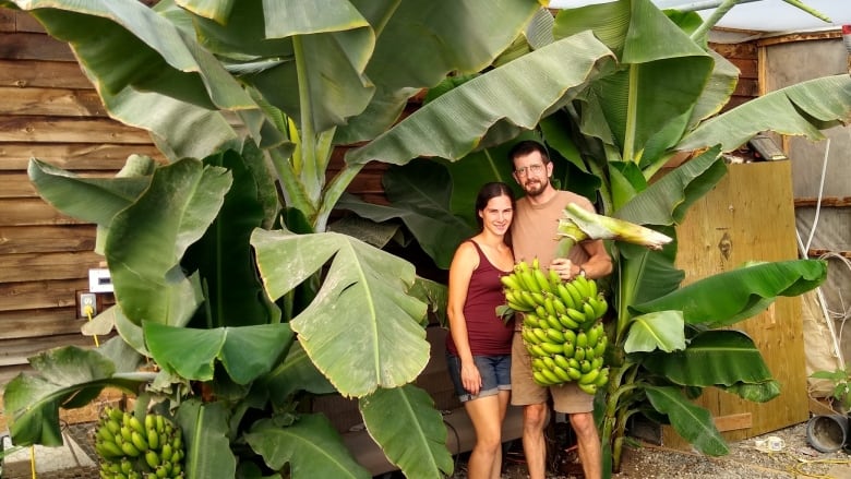 A man and woman in their thirties stand underneat two banana plants in a greenhouse. The leaves are wide and the plant is more than 9