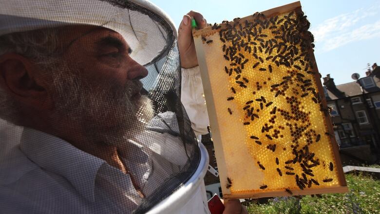 Profile of a man with a grey beard wearing protective clothing against bees, holding up a bee hive partly covered with bees. 