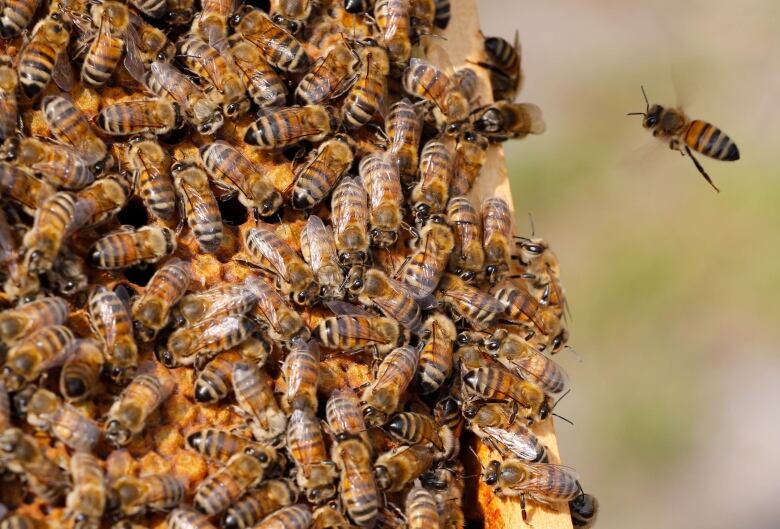 A bee is seen flying up to a populated hive. 