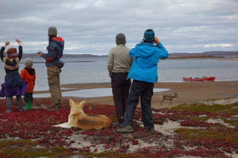 A group of hikers on the tundra watch a caribou from afar.