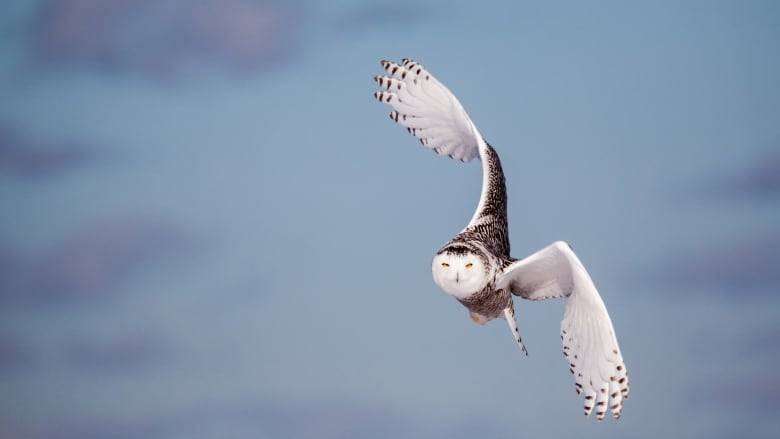 Majestic snowy owl stares down the camera.