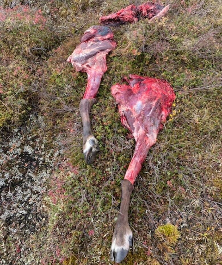 Two legs of caribou meat lie against mossy ground.