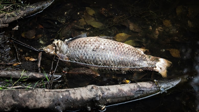 Dead fishes floating on the water.