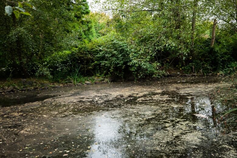 A swampy lagoon in a park.