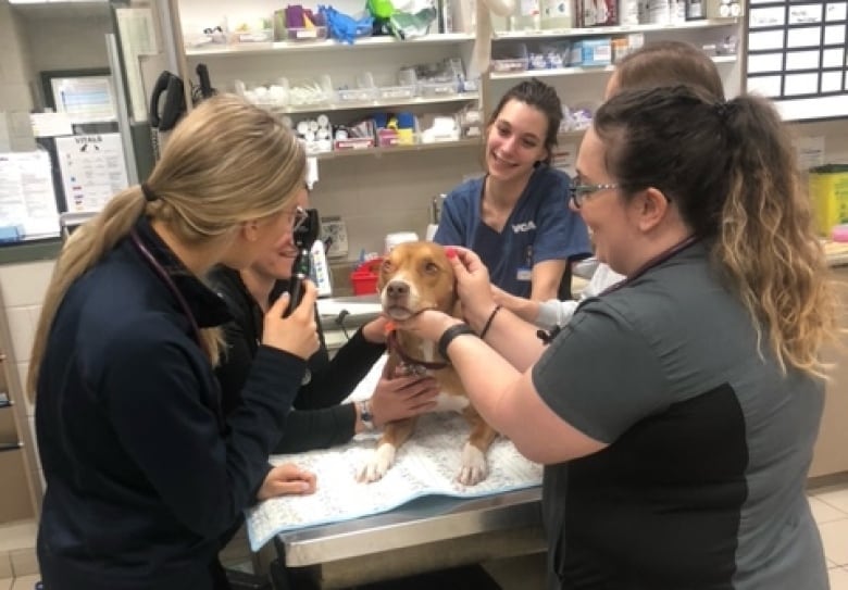 Staff at Alta Vista Animal Hospital gather around a patient.