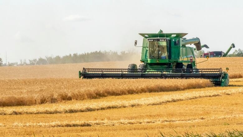 A combine harvests grain on a Saskatchewan farm.