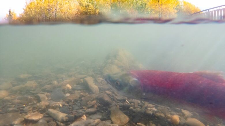 A sockeye salmon, with a red back, swims underwater with sun rays breaking through the water