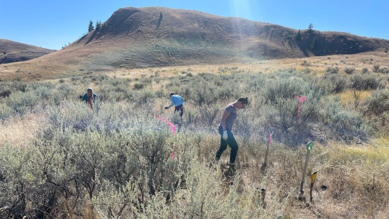 A number of people are seen wandering among dry grass.