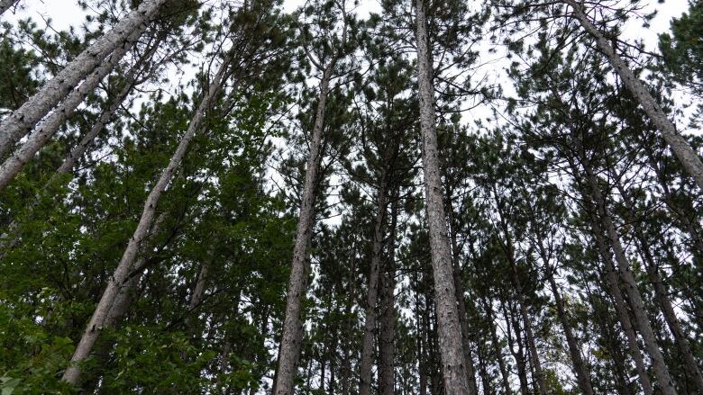 A large grove of narrow pine trees on a cloudy fall day.