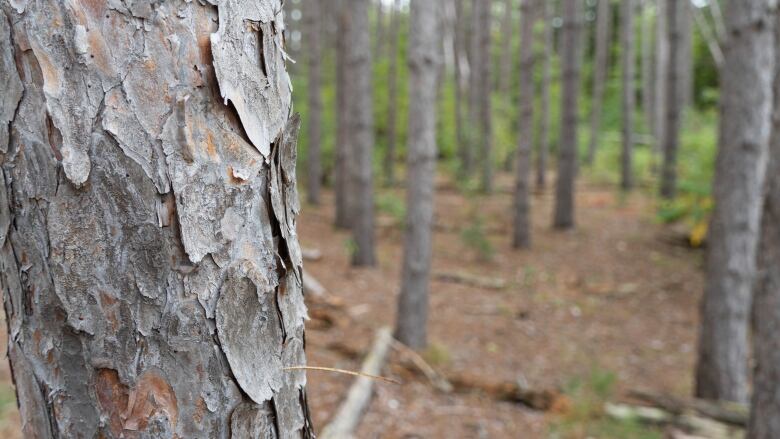 A grove of pine trees on a fall day, with the one in left in sharp focus.