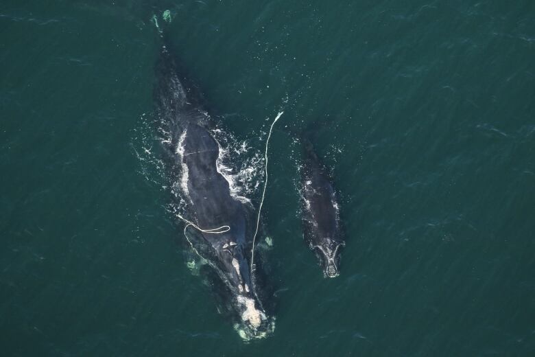 A large and a small whale swimming side by side, with the larger trailing white rope.