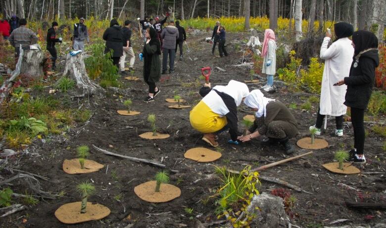 High school students planting tree seedlings.