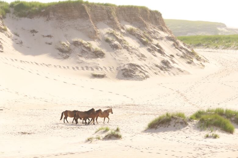 Horses walk through the sand on Sable Island, with a large sand dune looming in the background.