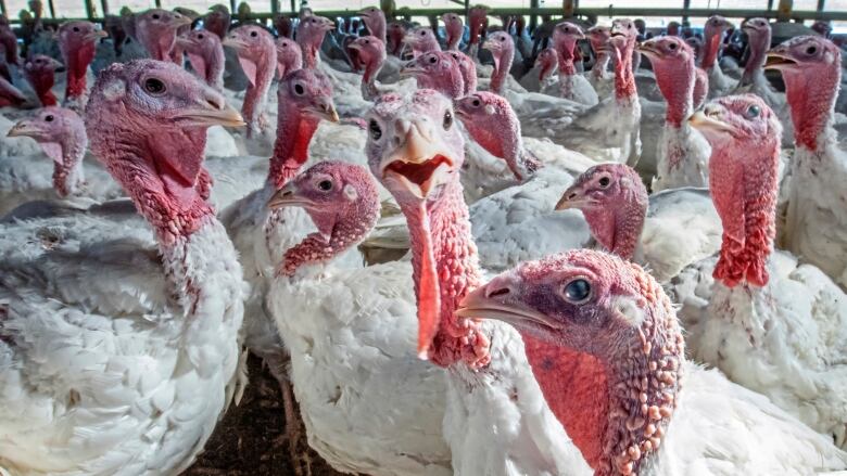 A large flock of turkeys with white feathers stand in a barn.